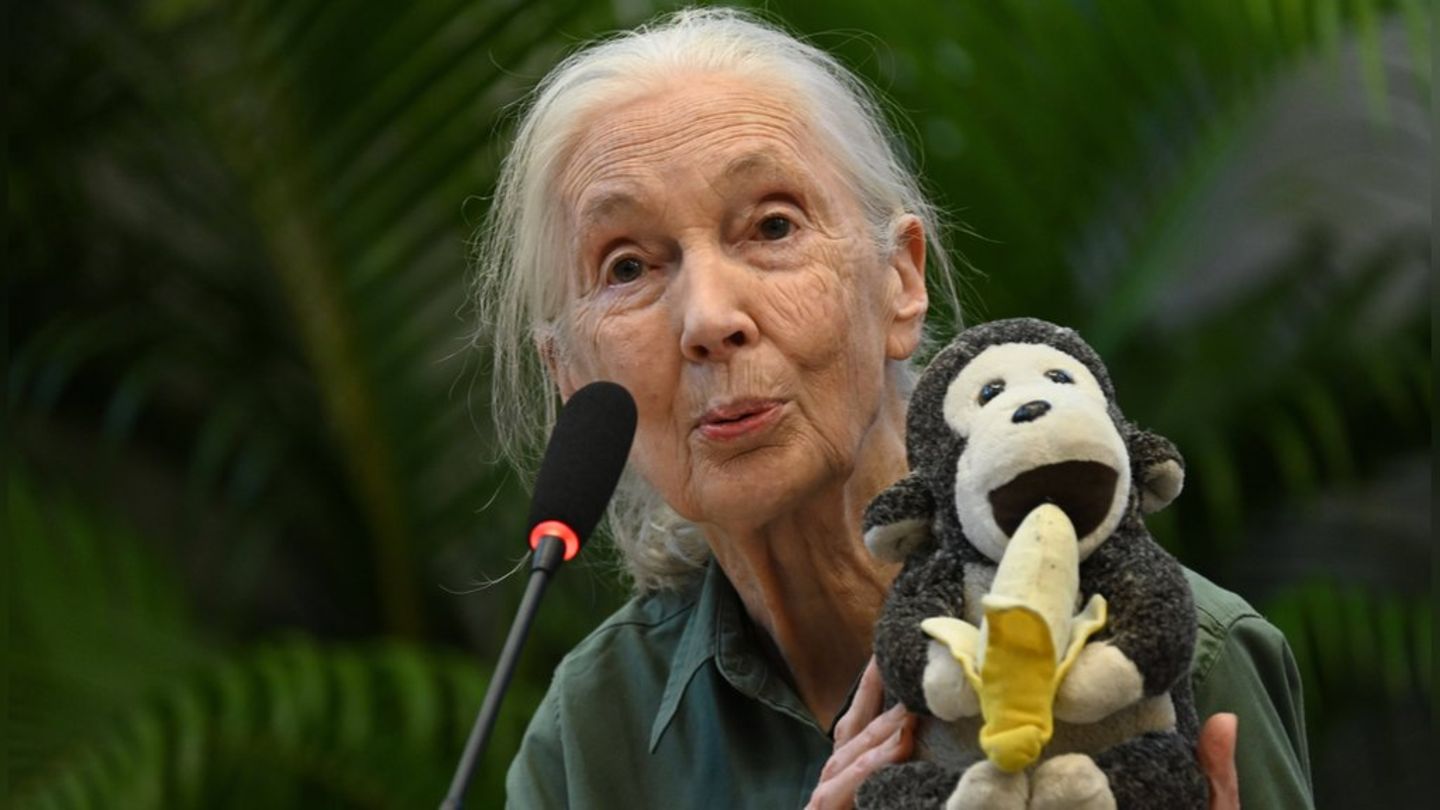 Trauer um Jane Goodall: Sie hinterlässt ein außergewöhnliches Erbe
