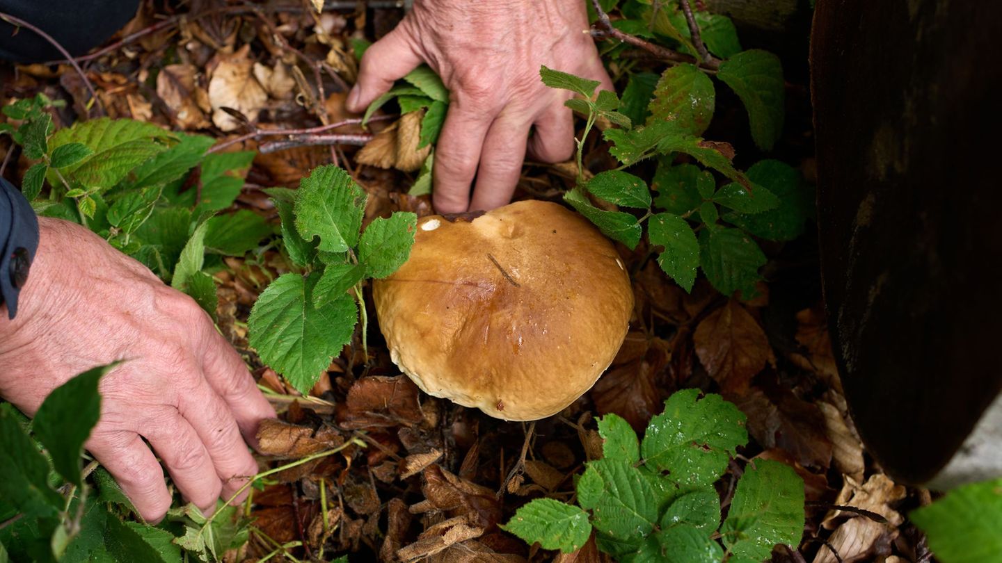 Pilzesammeln im Wald: Von Fichten-Reizker bis Parasol: Pilzsaison in vollem Gang