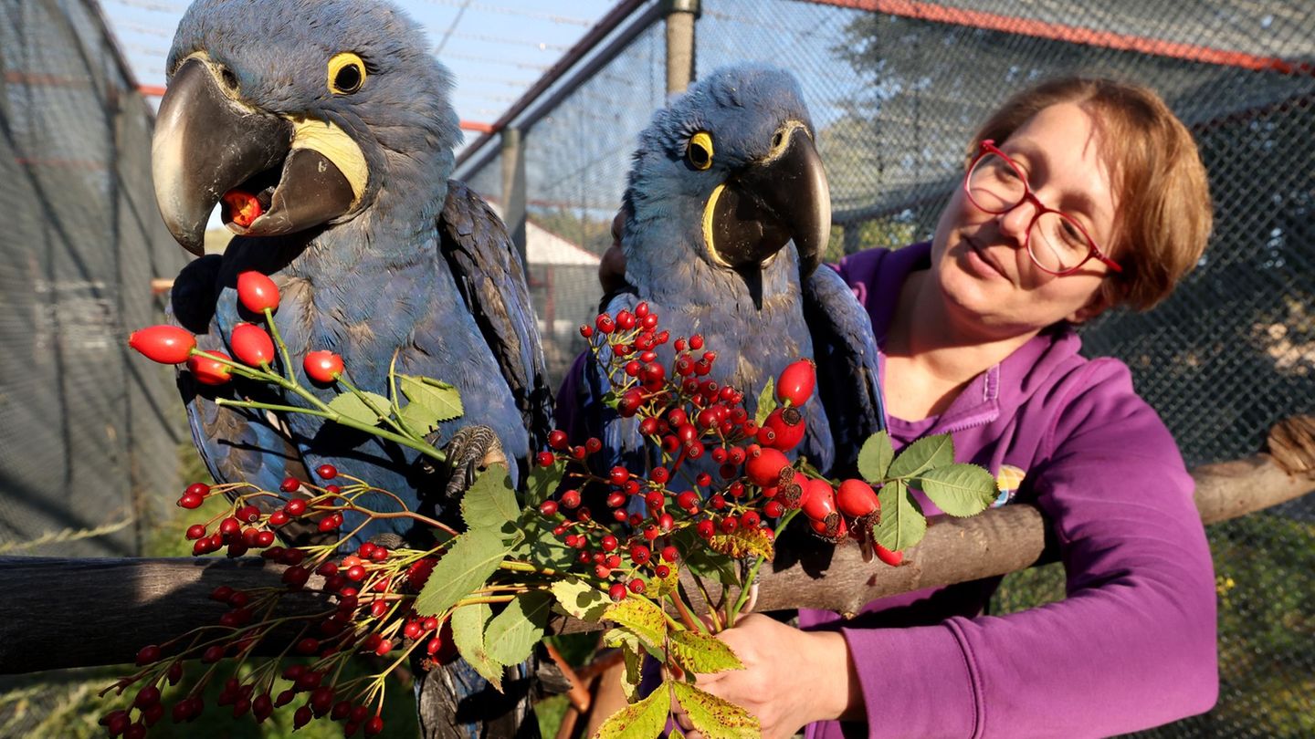Tiere in MV: Erster Nachwuchs bei den Hyazintharas im Vogelpark Marlow
