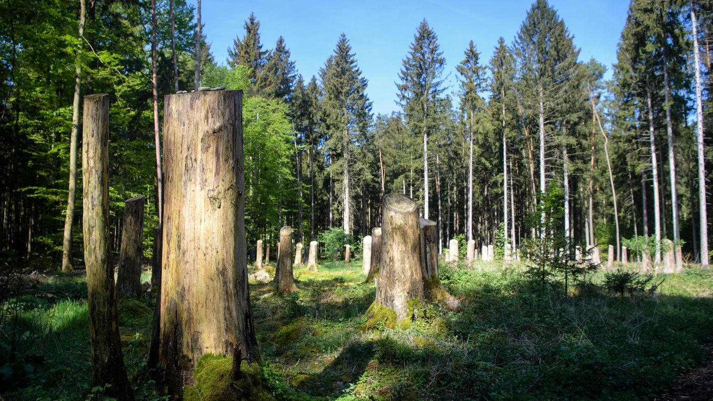 Waldkraiburg: Polizisten retten verirrten 88-Jährigen im Wald