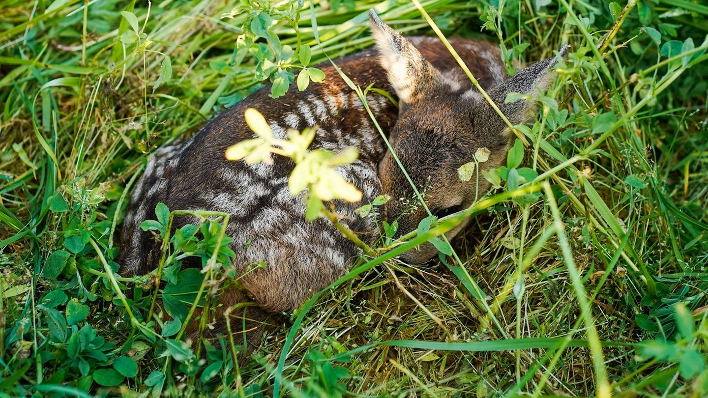 Tierschutz: Drohnen mit Wärmebildkameras zur Rehkitz-Rettung