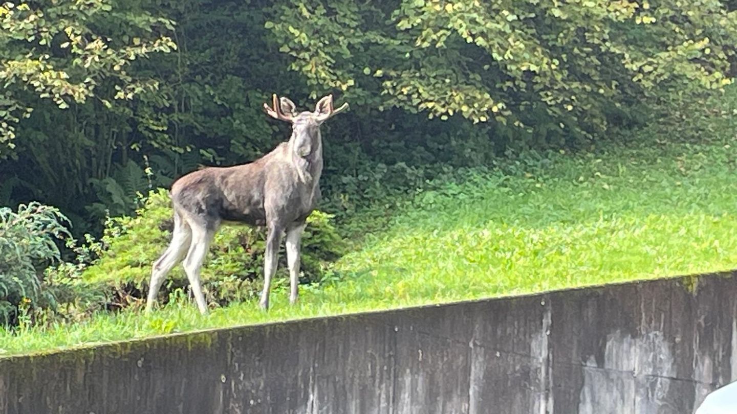Tiere: Schwarzwald-Elch Erwin eingefangen und in Wildpark gebracht