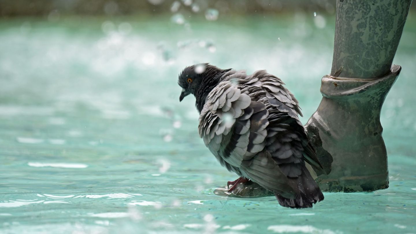 Tierquälerei: Taube totgetreten – Ermittlungen nach Tierschutzgesetz