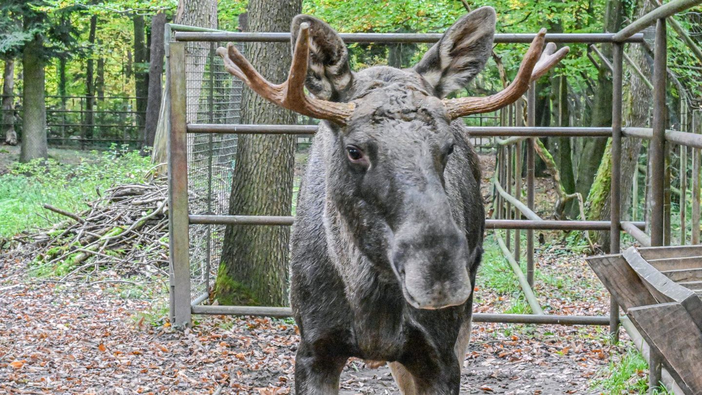 Tiere: Elch-Reise bleibt rätselhaft – jetzt ermittelt die Polizei