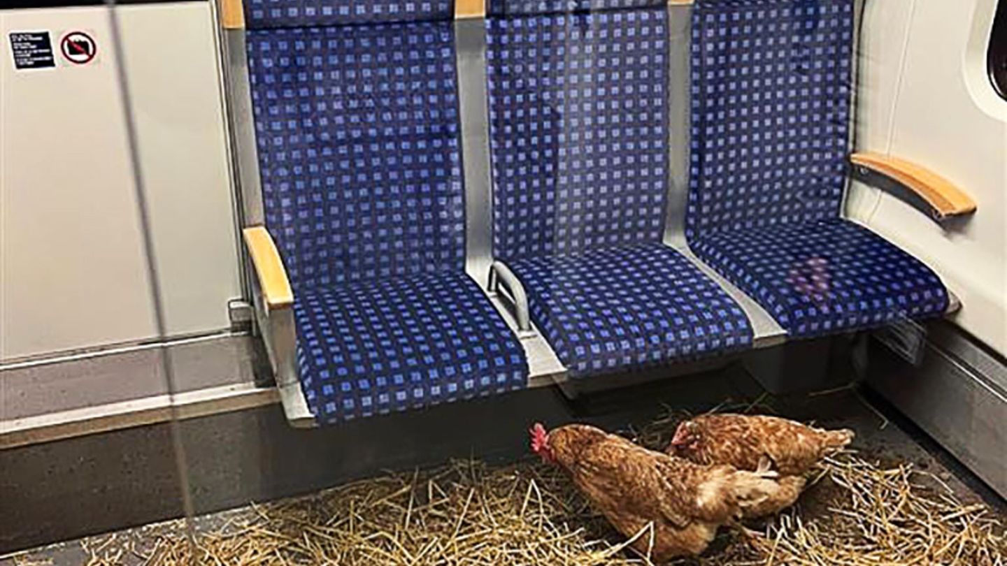 In der ersten Klasse: Hühner in Kölner S-Bahn zurückgelassen
