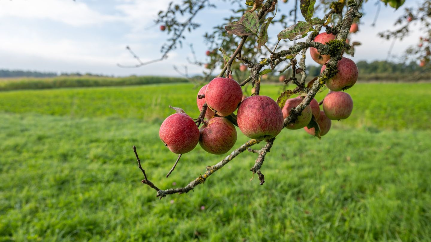 Vorhersage: Nebel und Sonne – DWD erwartet trockenes Herbstwetter