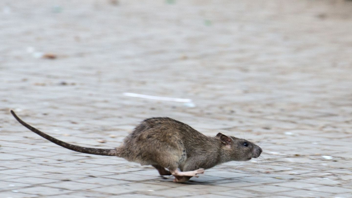 Schädlingsbefall: Rattenplage in Berlin – Tausende Meldungen jedes Jahr