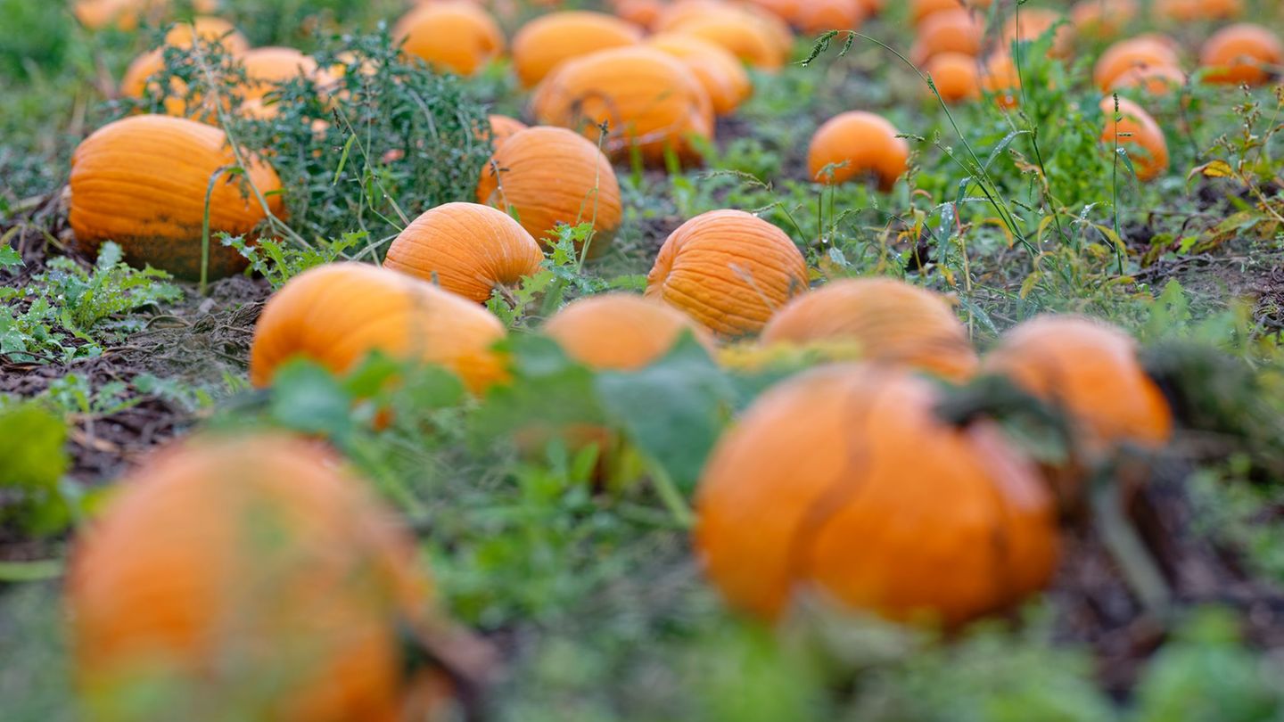 Suppenzutat und Halloween-Deko: Kürbisernte in Baden-Württemberg: Qualität gut, Menge sinkt
