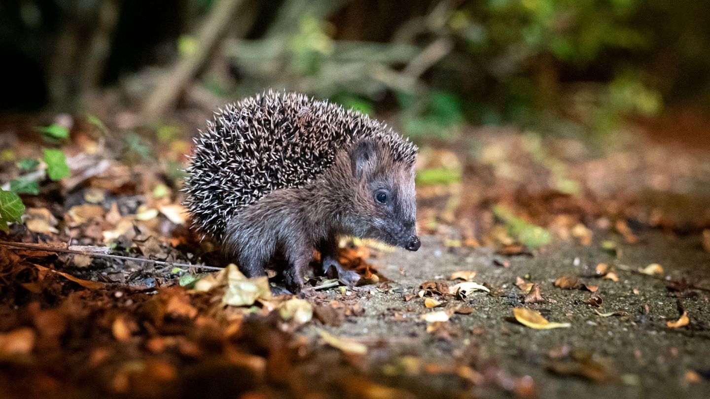 Tierischer Einsatz: Polizeibeamte befreien Igel aus Gartenzaun