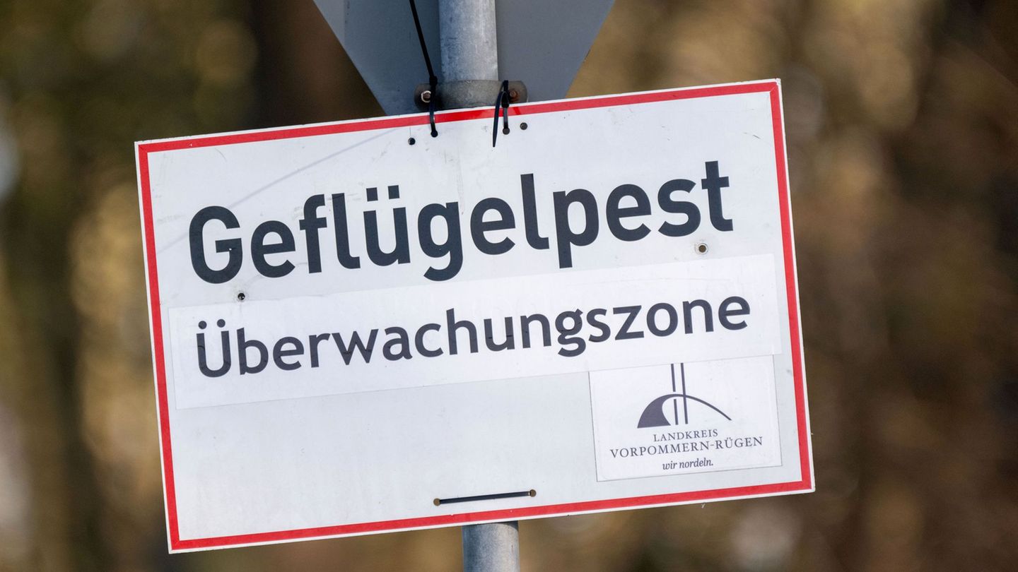 Vogelgrippe: Geflügelpest-Verdacht – Zugang am Stausee Kelbra begrenzt