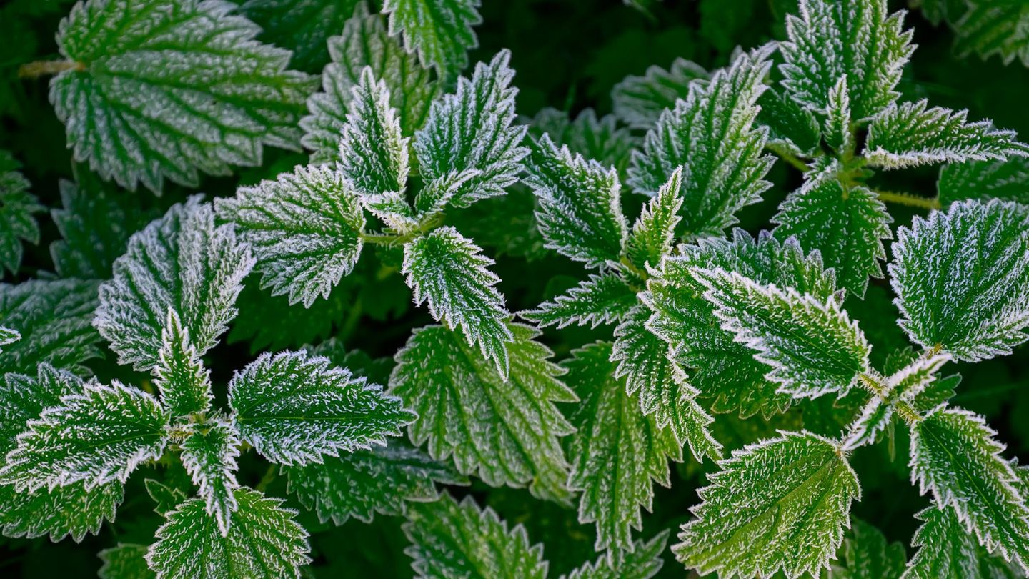 Wetterbericht: Graue Tage und frostige Nächte in Berlin und Brandenburg