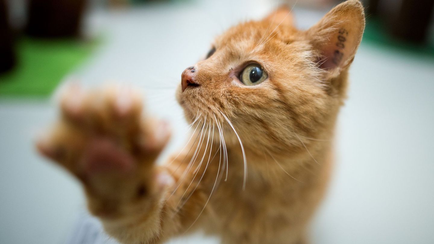 Kuriose Tierrettung: Katze fährt als blinder Passagier von Hannover nach Bochum