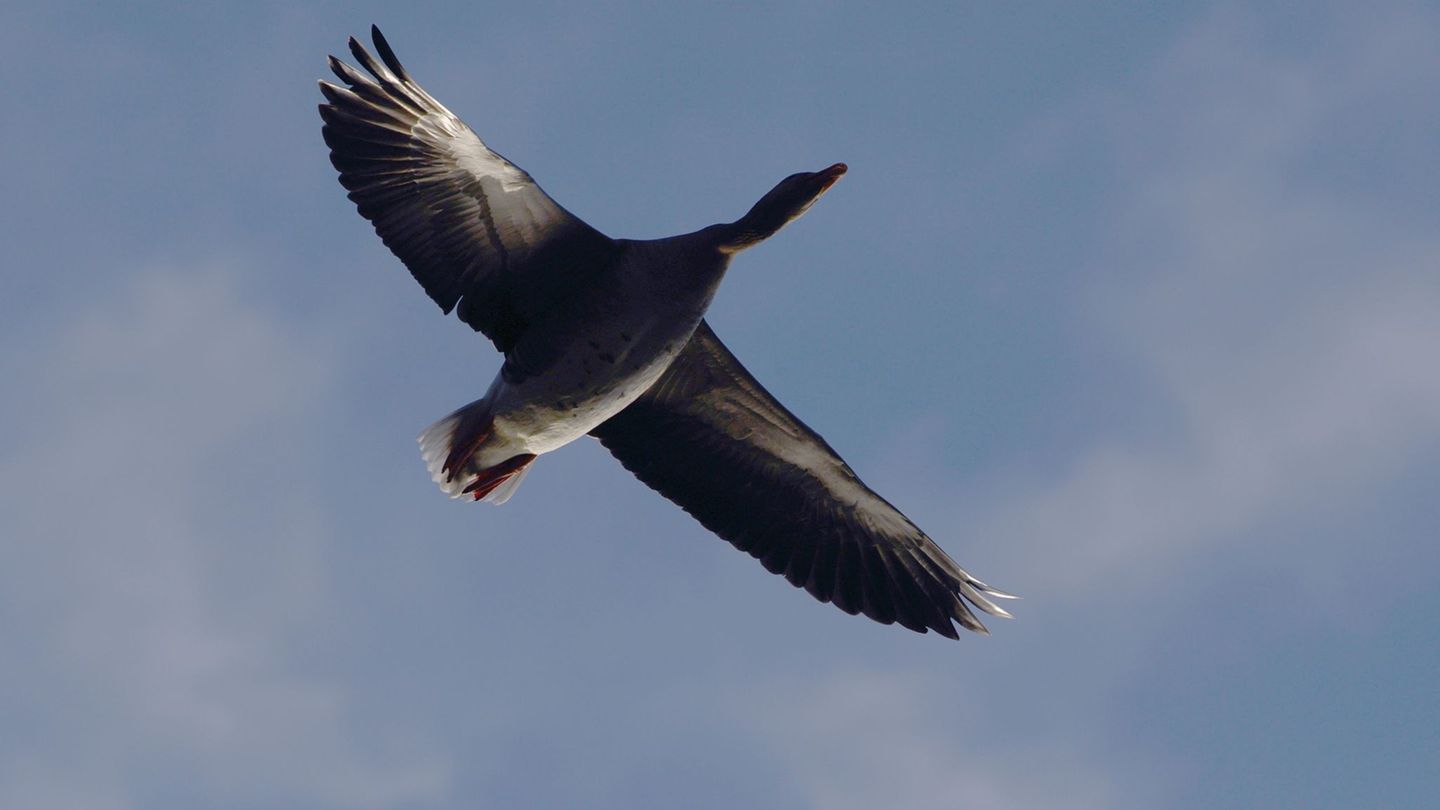 Tierseuche: Taumelnde Wildgans in Trebbin weiterer Geflügelpest-Fall