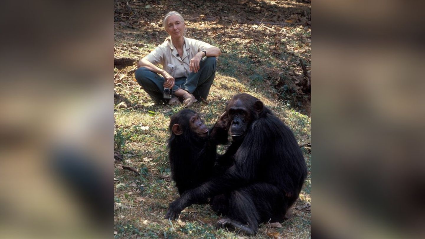 Jane Goodall: Forscherin starb an Herzstillstand