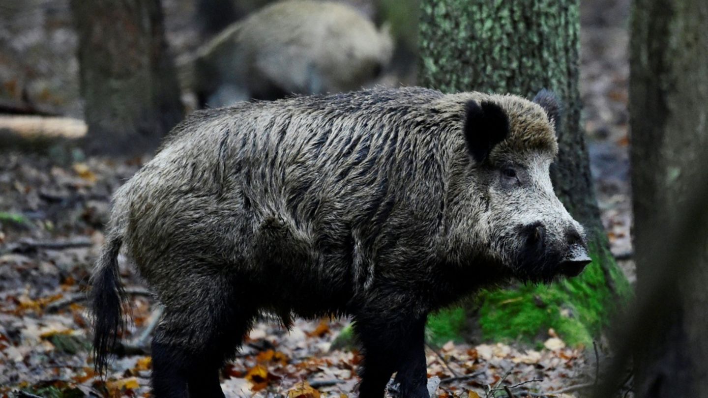 Gefrorenes Wildschwein als Beute: Ungewöhnlicher Einbruch in Stralsund