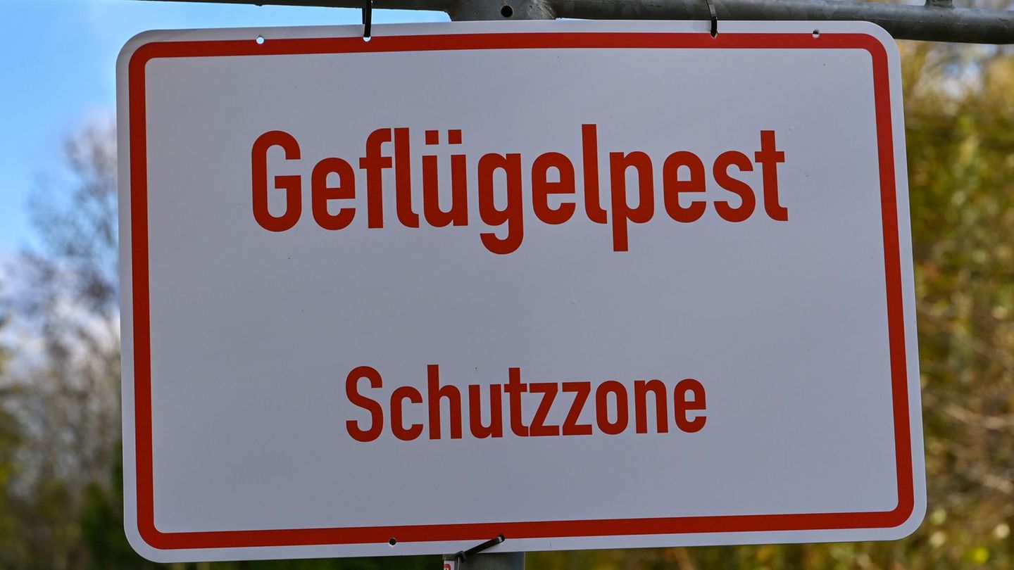 Vogelgrippe in Brandenburg: Vogelgrippe bedroht Kraniche – Weitere Betriebe betroffen?