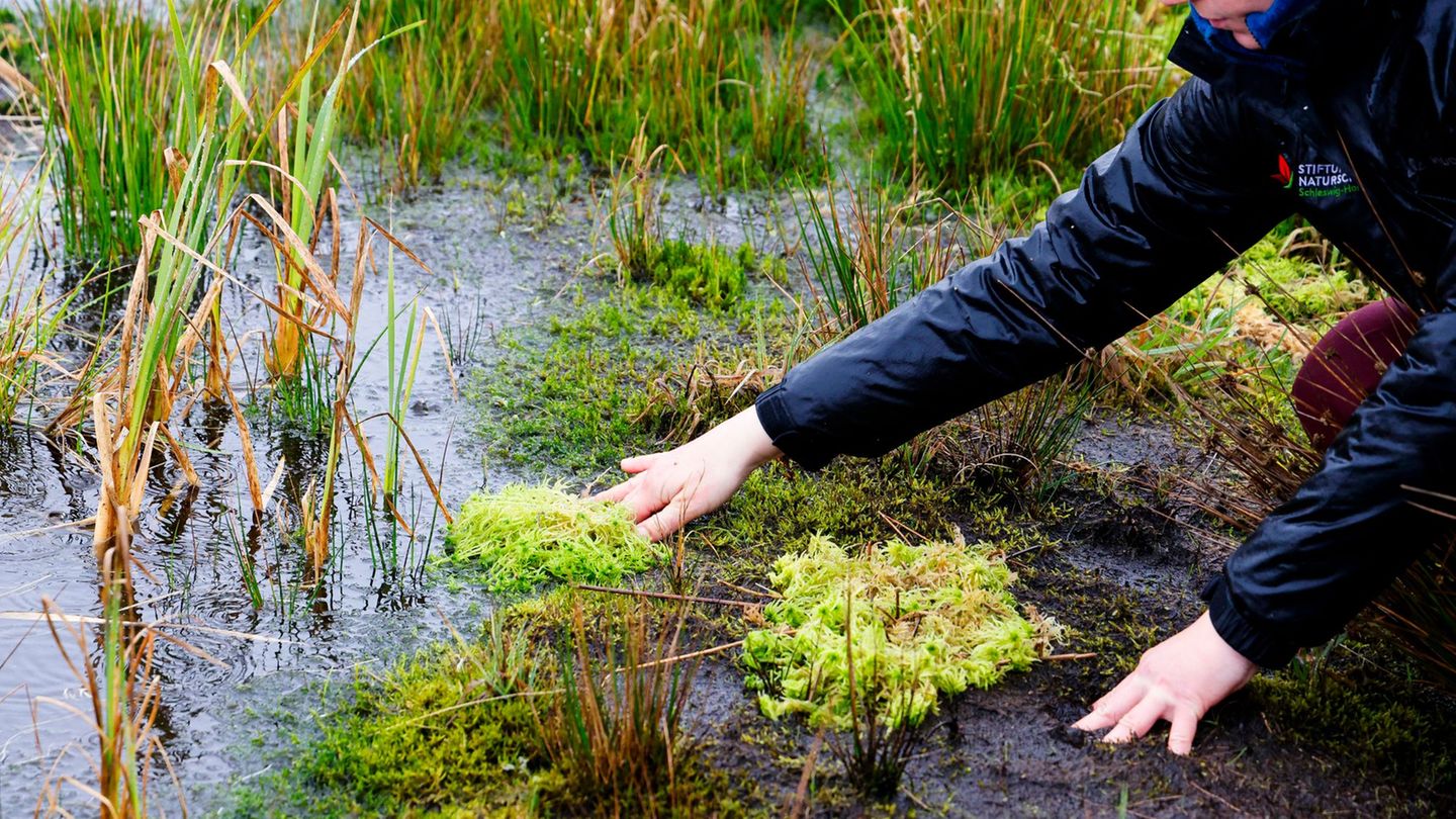 Natur- und Klimaschutz: Ansiedlungsversuch von Torfmoos im Königsmoor