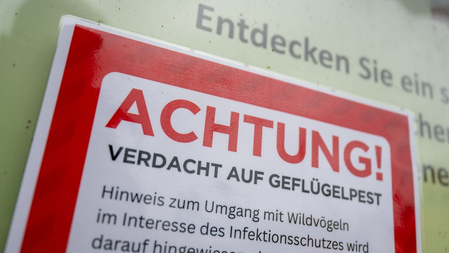 Verdacht auf Geflügelpest: Vogelgrippe bei toter Kanadagans in Essen nachgewiesen