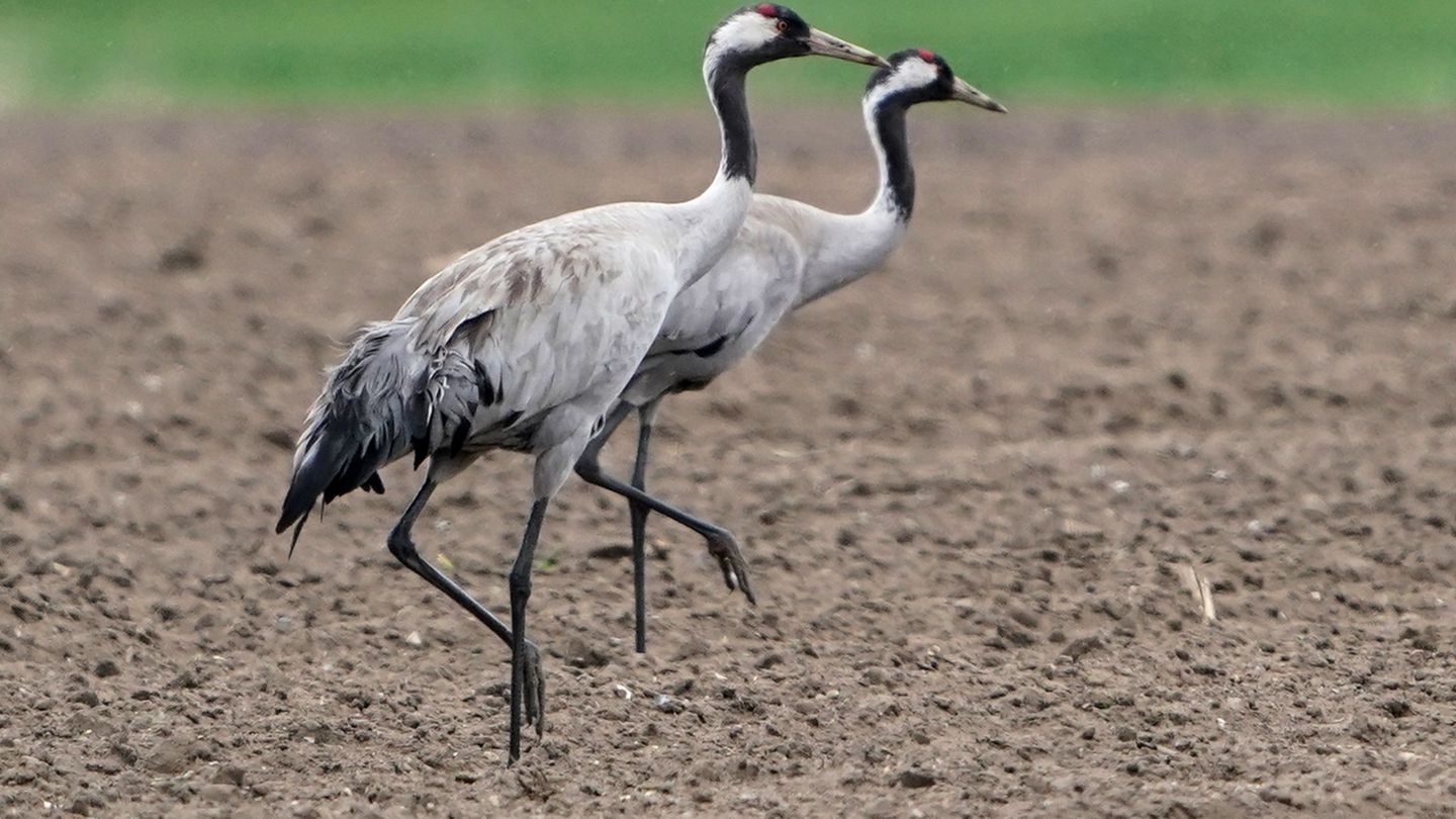 Tierseuche: Vogelgrippe bei drei toten Kranichen in Hamburg festgestellt