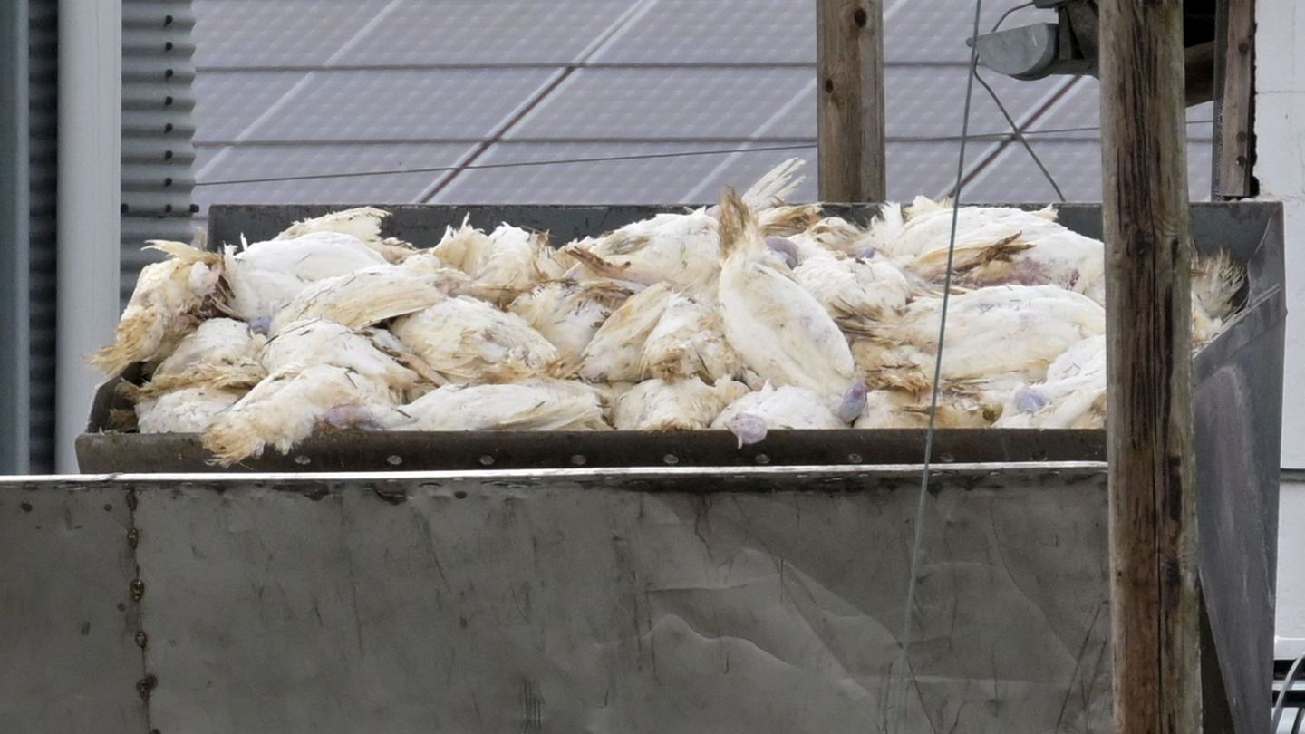 Vogelgrippe: Geflügelpest – Viele tote Tiere bedeuten mehr Entschädigung