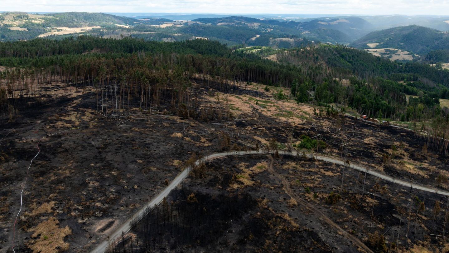 Privatwald: Wiederaufforstung bereitet Privatwaldbesitzern Probleme