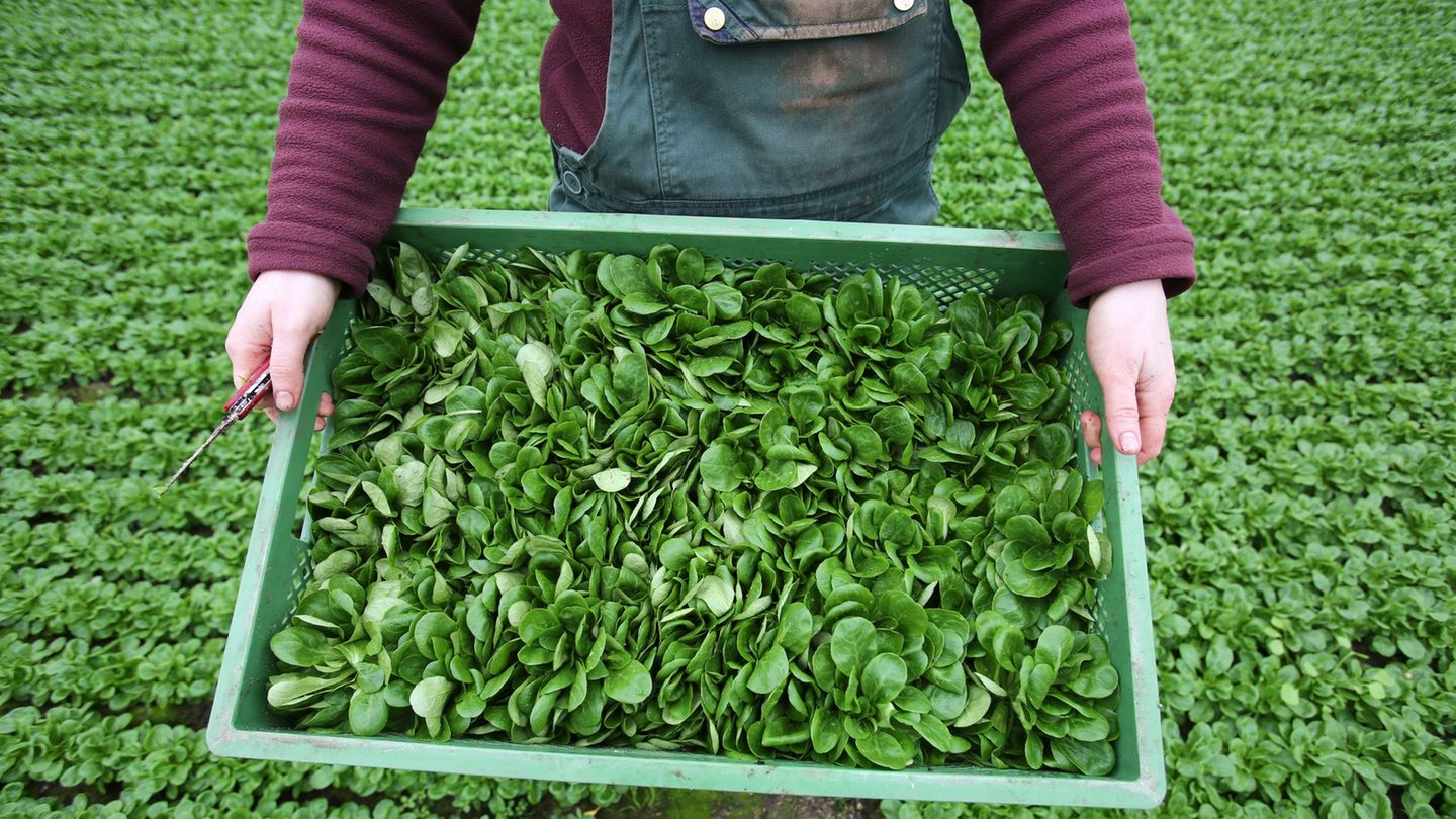 Gemüse: Saison für Feldsalat startet: Südwesten baut viel an