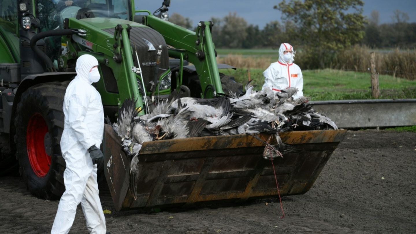 Vogelgrippe: Branche fordert bundesweite Stallpflicht – sonst steigende Eierpreise