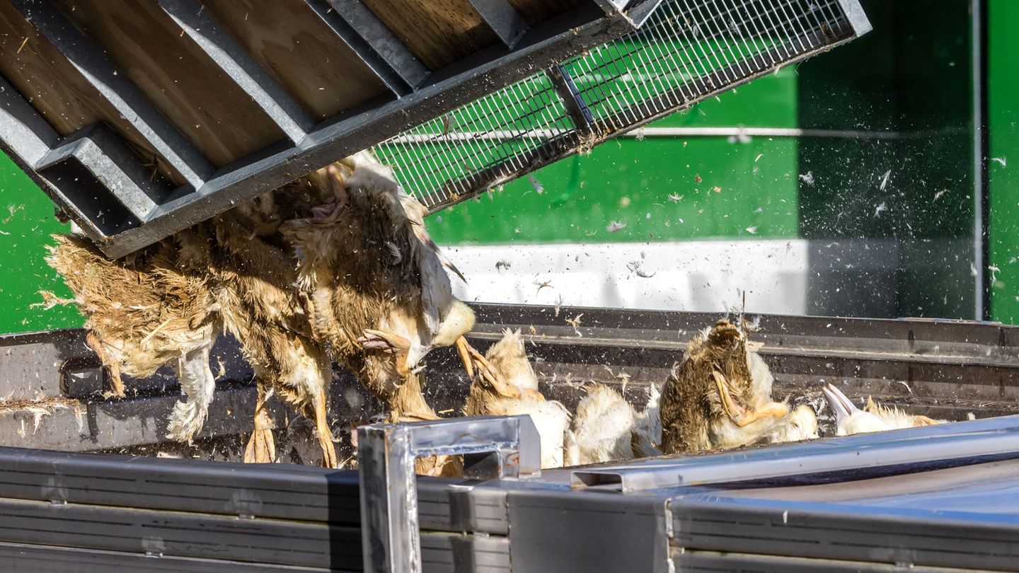 Vogelgrippe in Brandenburg: Vogelgrippe trifft Geflügelhöfe – mitten in der Gänsezeit