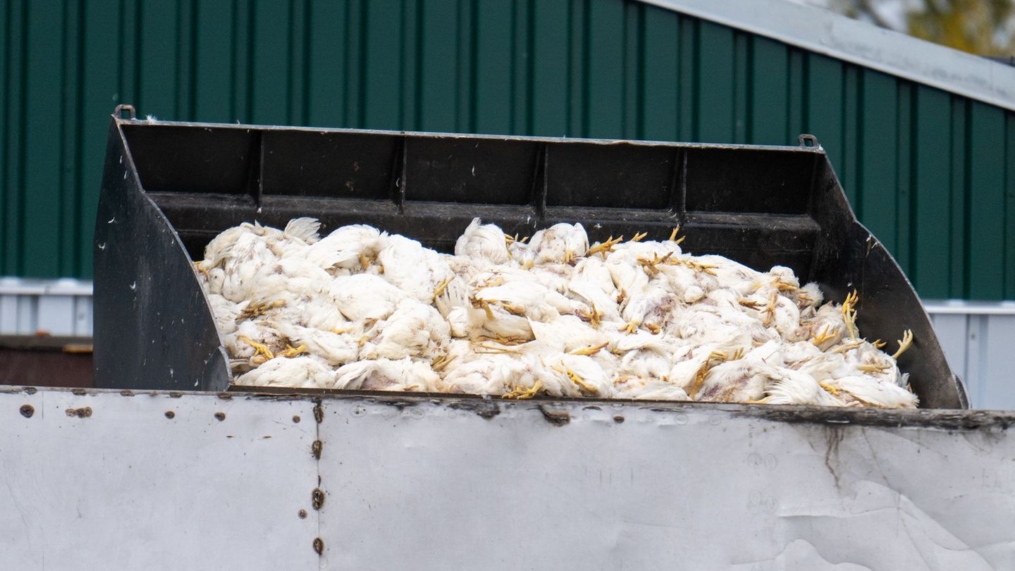 Geflügelpest in Brandenburg: Keine Entwarnung bei Vogelgrippe – Steigende Zahlen erwartet