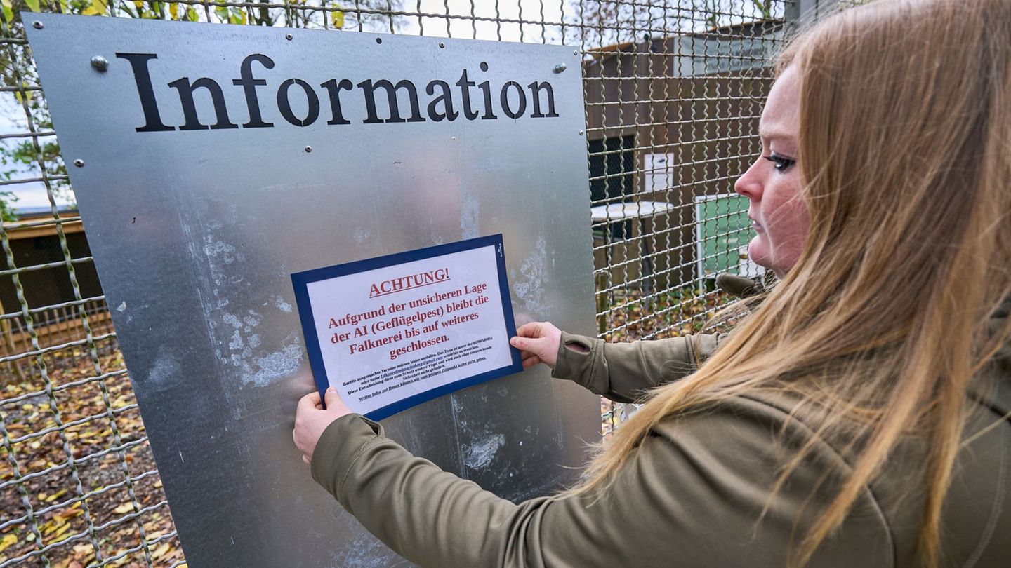 Geflügelpest: Volieren zu und Hoffen – Vogelhalter in Sorge um ihre Tiere