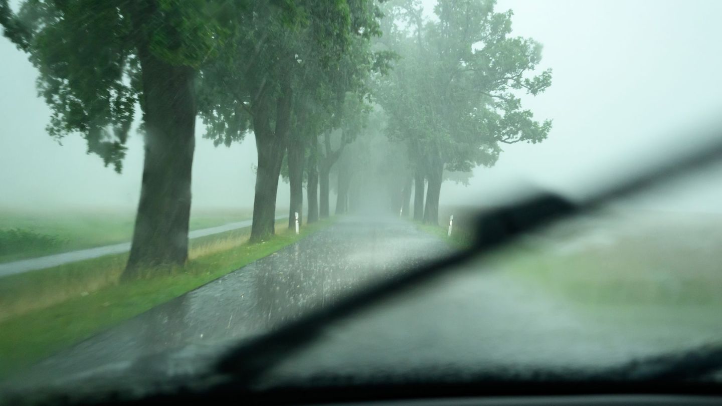 Unfallstatistik: Weniger tödliche Unfälle an Straßenbäumen in Sachsen-Anhalt