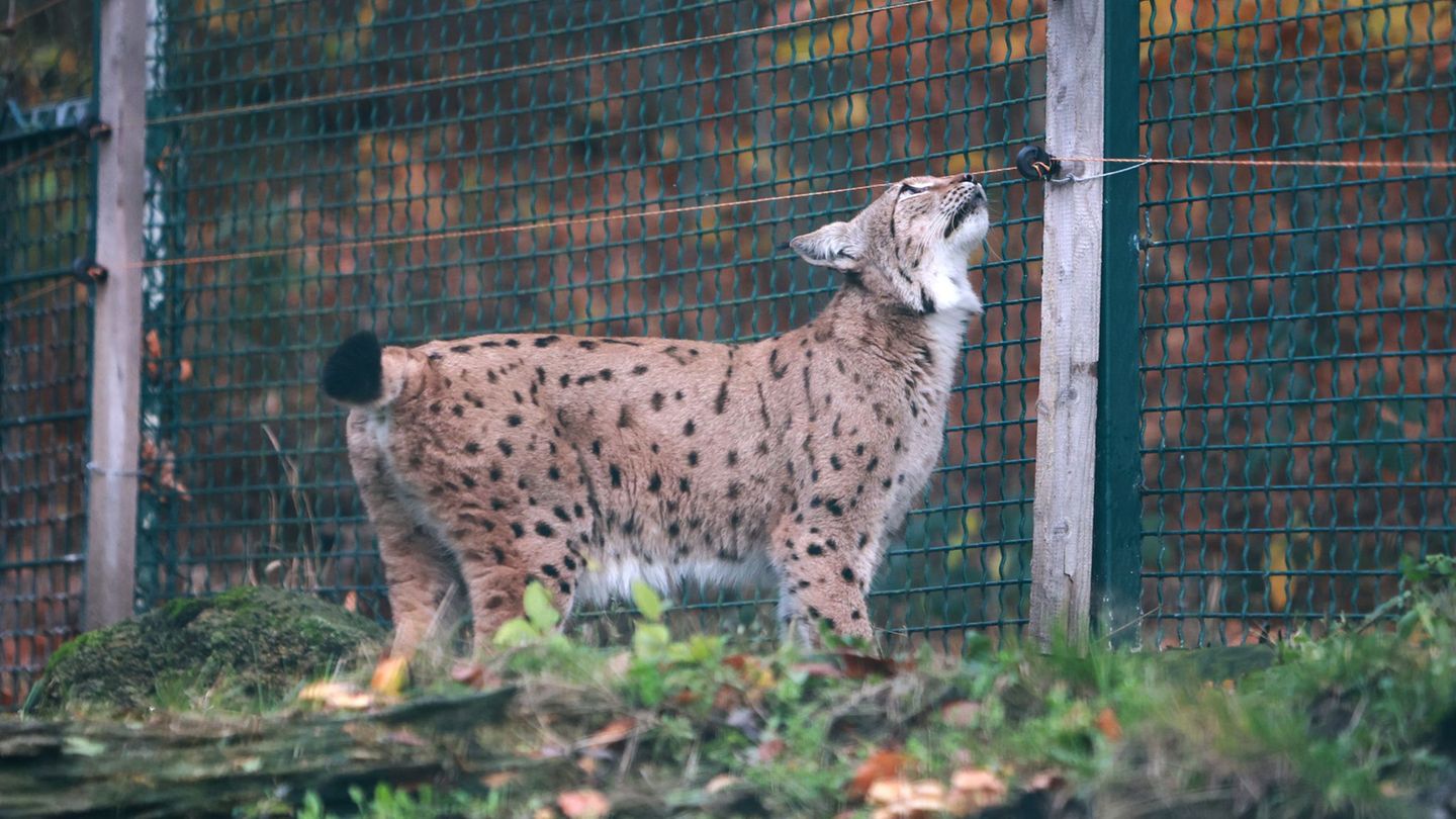 Europäisches Zuchtprogramm: Neue Luchs-Dame im Harz erstmals im Freigehege