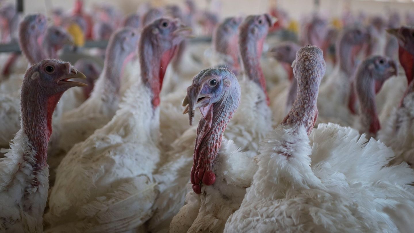 Tierseuche: Landkreise stemmen sich gegen Ausbreitung der Geflügelpest