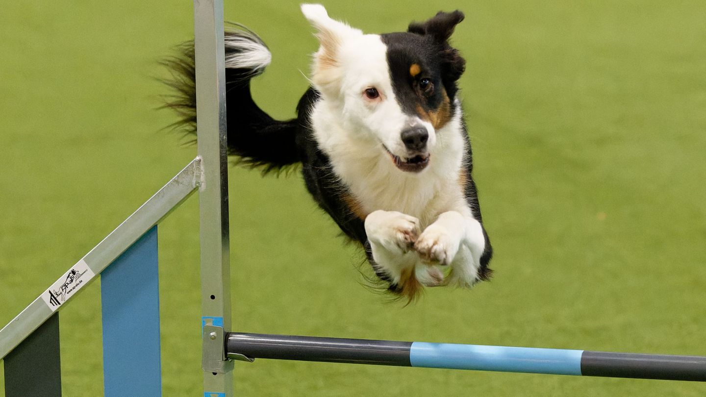 Besuchermesse in Dortmund: Hunden und Pferden gehört Bühne – Wettbewerb im Dog Dancing