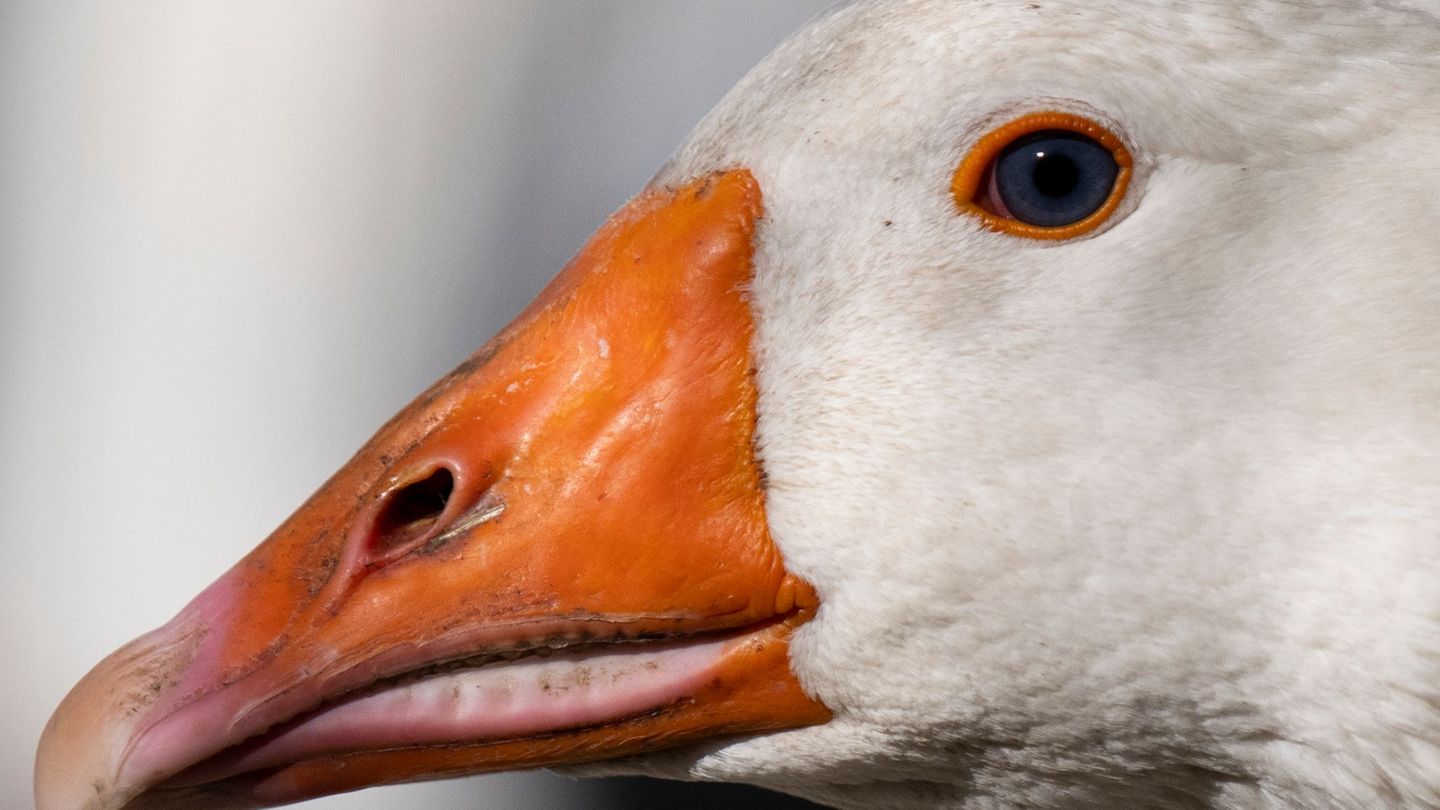 Tierseuche: Vogelgrippe in Hessen breitet sich „sehr dynamisch“ aus