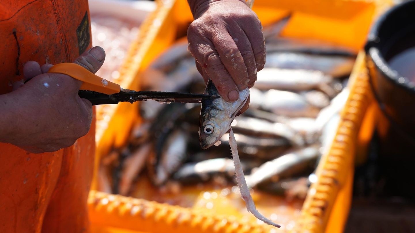 PFAS in Nord- und Ostsee: Greenpeace warnt vor Ewigkeitschemikalien in Muscheln und Fischen