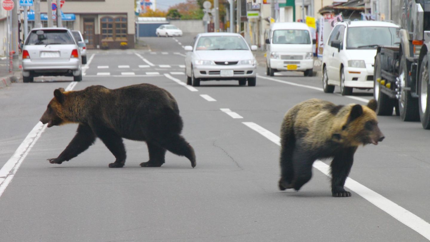 Attacken häufen sich: Schon mindestens fünf Tote durch Bärenangriffe – was ist los in Japan?