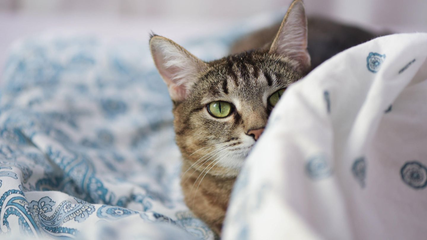 Lieber getrennt schlafen: Katze im Bett? Für mich der absolute Albtraum