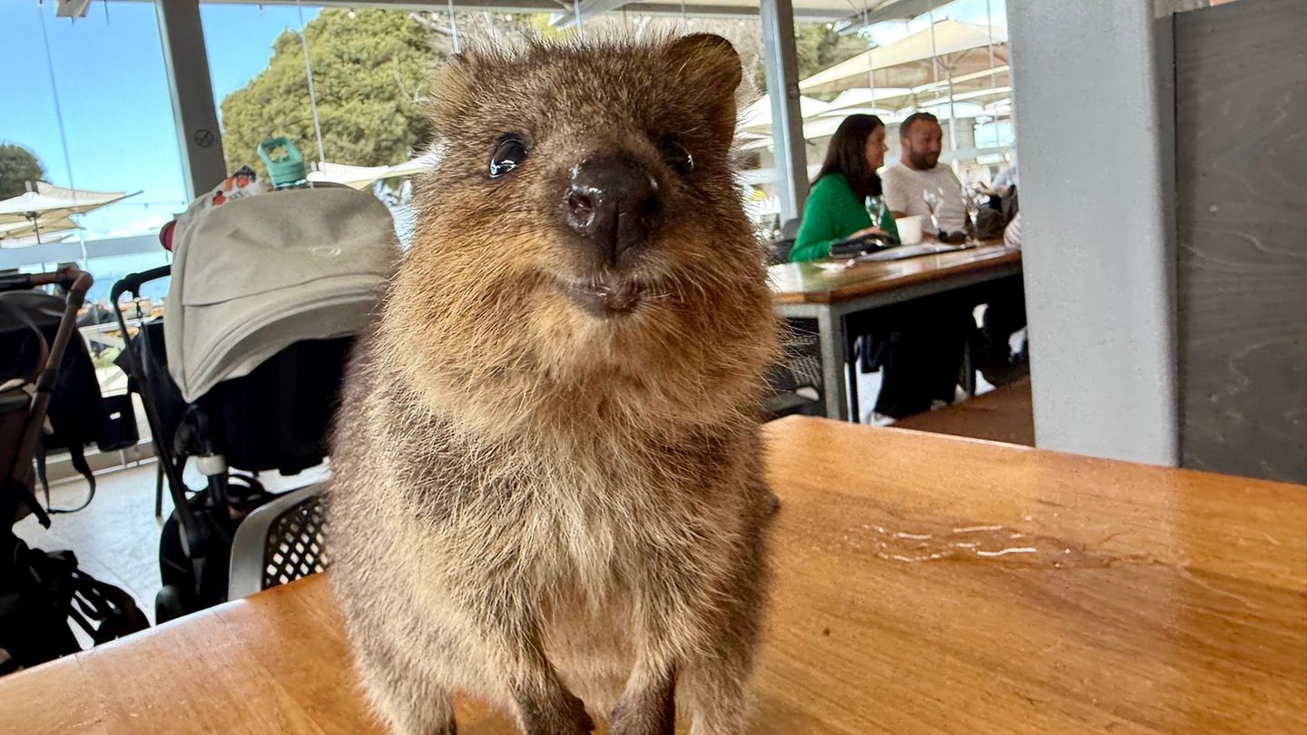 „Glücklichstes Tier der Welt“: Australiens Selfie-Stars: Zu Gast bei den lächelnden Quokkas