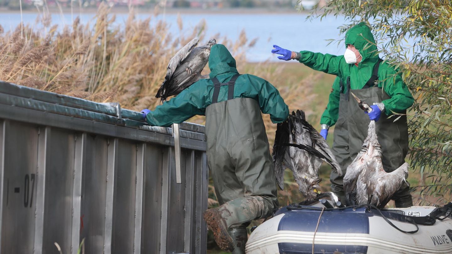 Tiervirus: Vogelgrippe breitet sich aus – Tausende Kraniche verendet