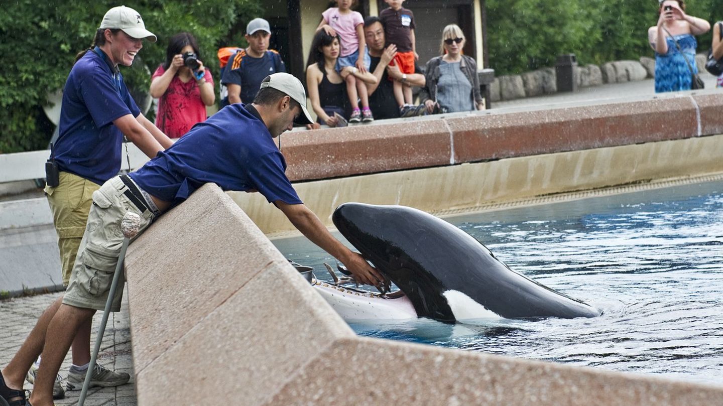 Kanada: Tierpark fordert Geld und droht mit Tötung von 30 Walen