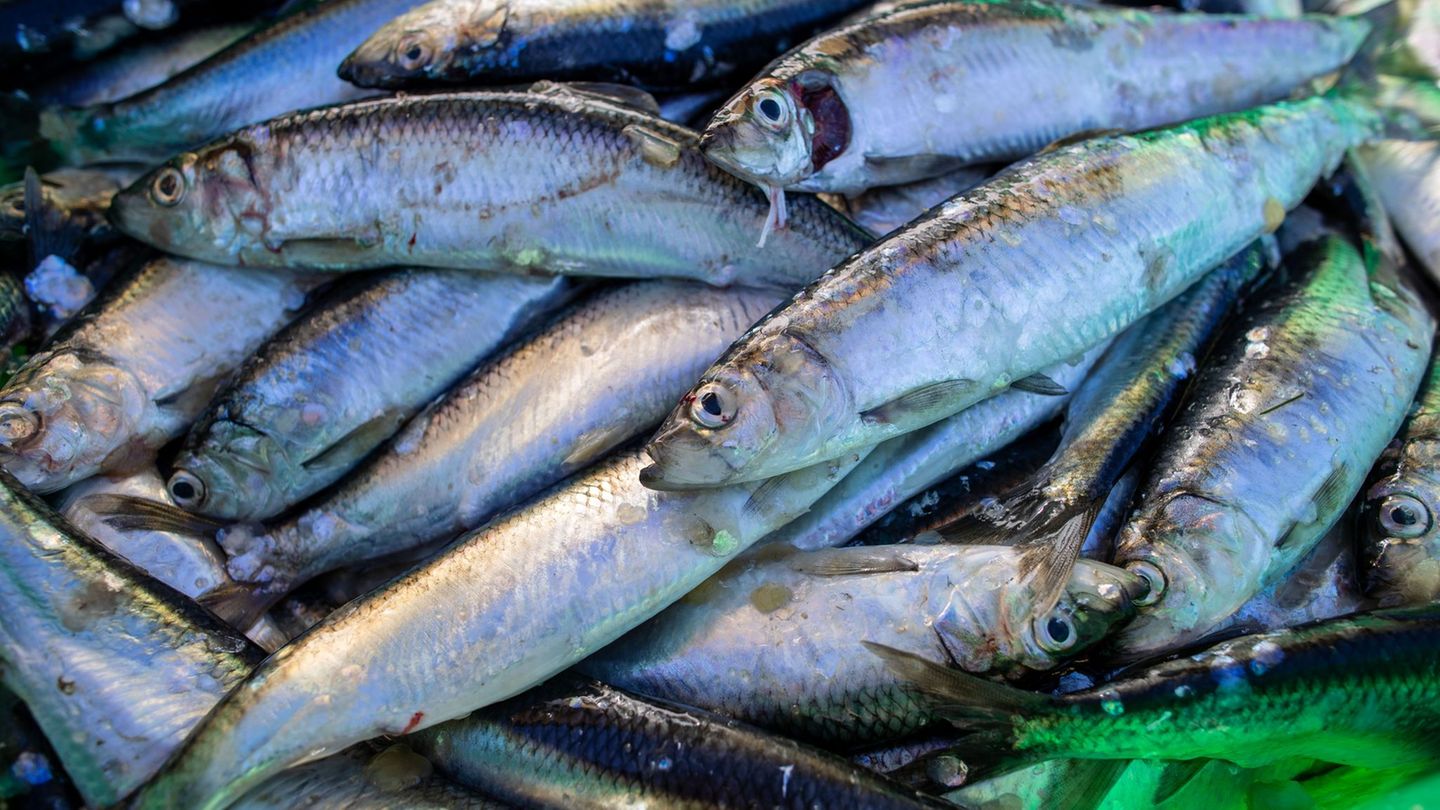 Treue Fische: Heringe sind bei der Fortpflanzung heimatverbunden