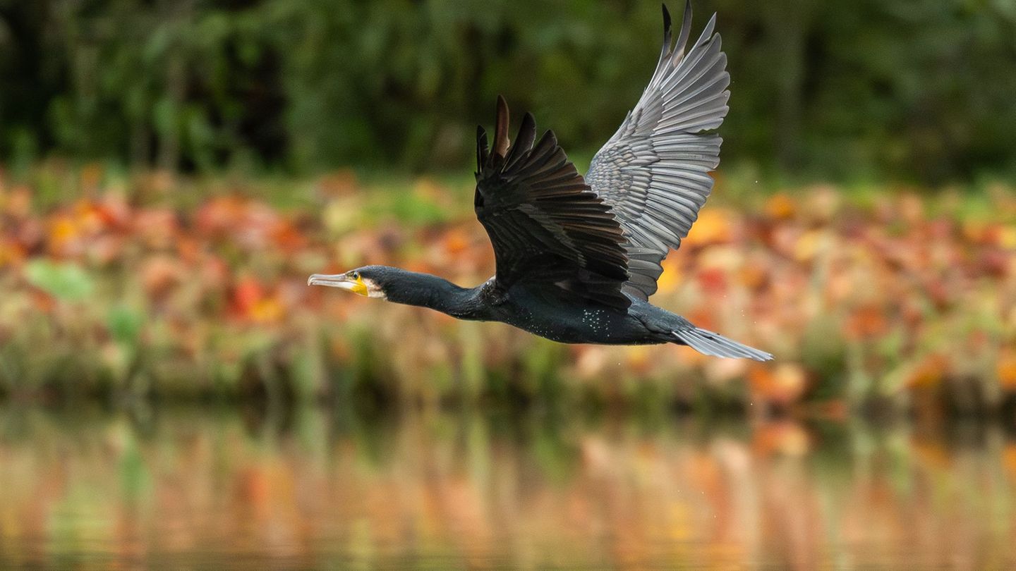 Tiere: Fischereischutz: Minister verteidigt Kormoran-Abschüsse