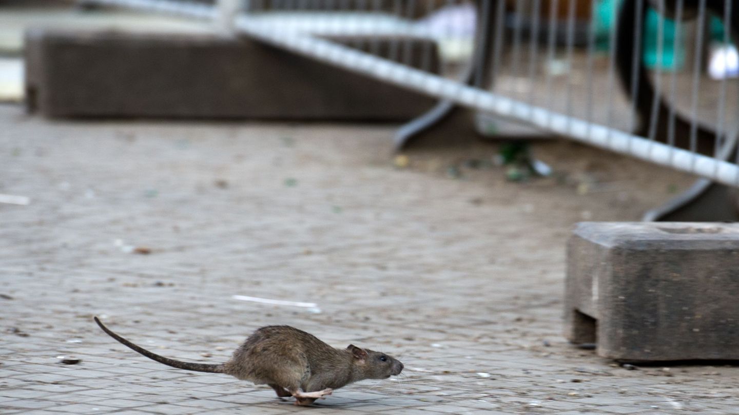 Schädlingsbefall: Ratten in Sachsens Städten – Abfall als Hauptursache
