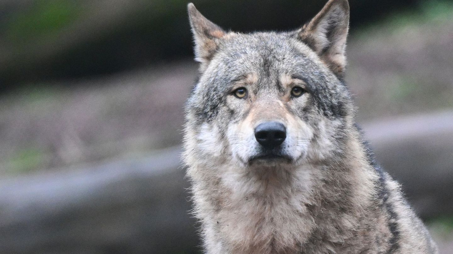 Tote Tiere: Wolf war für Ziegenrisse im Nordschwarzwald verantwortlich