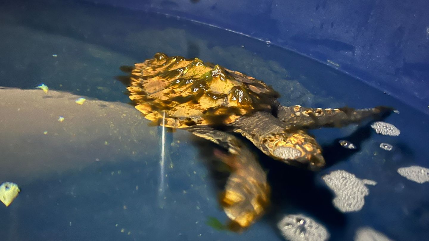 Tiere: Junge Meeresschildkröte auf Sylt gefunden