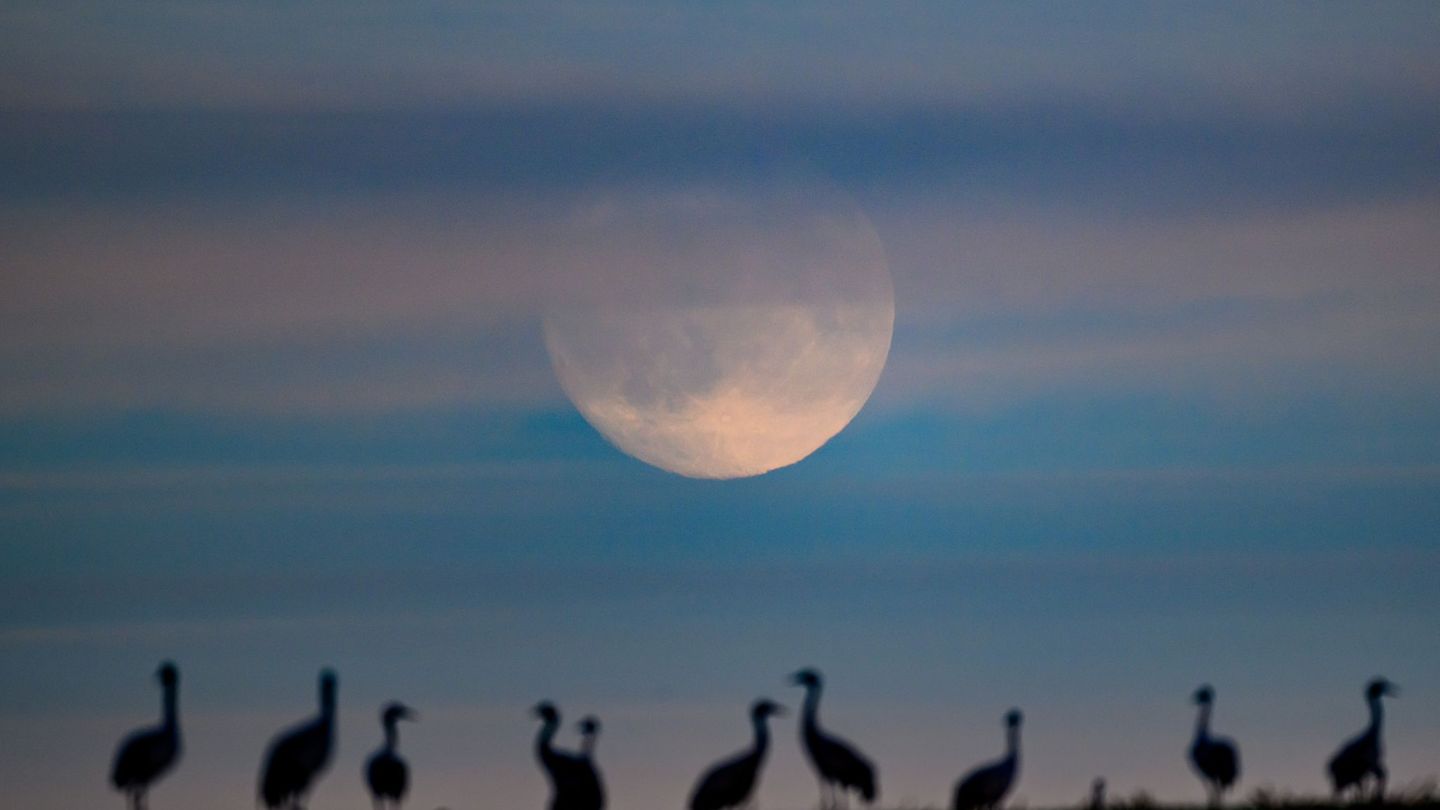 Geflügelpest bei Wildvögeln: Kreis Pinneberg: Vogelgrippe an Kranichen nachgewiesen
