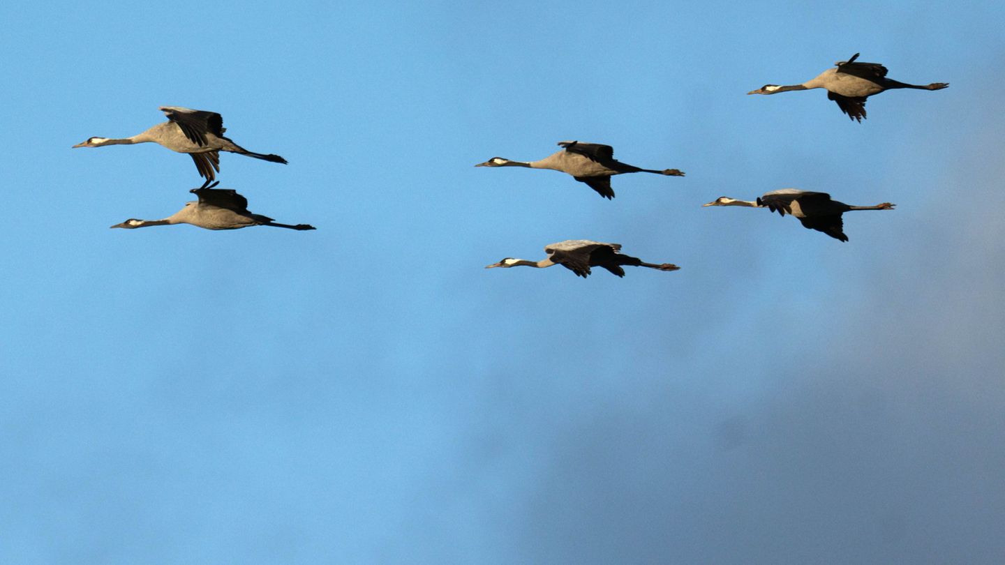 Geflügelpest: Vogelgrippe in Bayern – tote Kraniche in Unterfranken