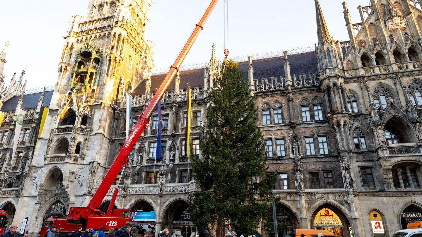 Weihnachten: Tiroler Christbaum ziert Münchens Marienplatz
