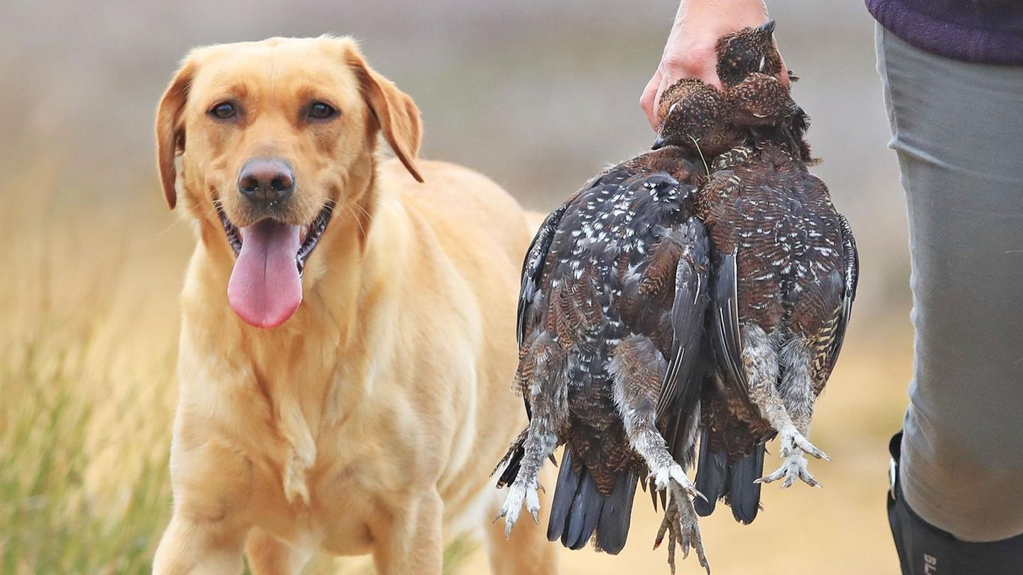 Horror-Fund: 27 Jagdhunde sterben qualvoll auf Fähre nach Mallorca